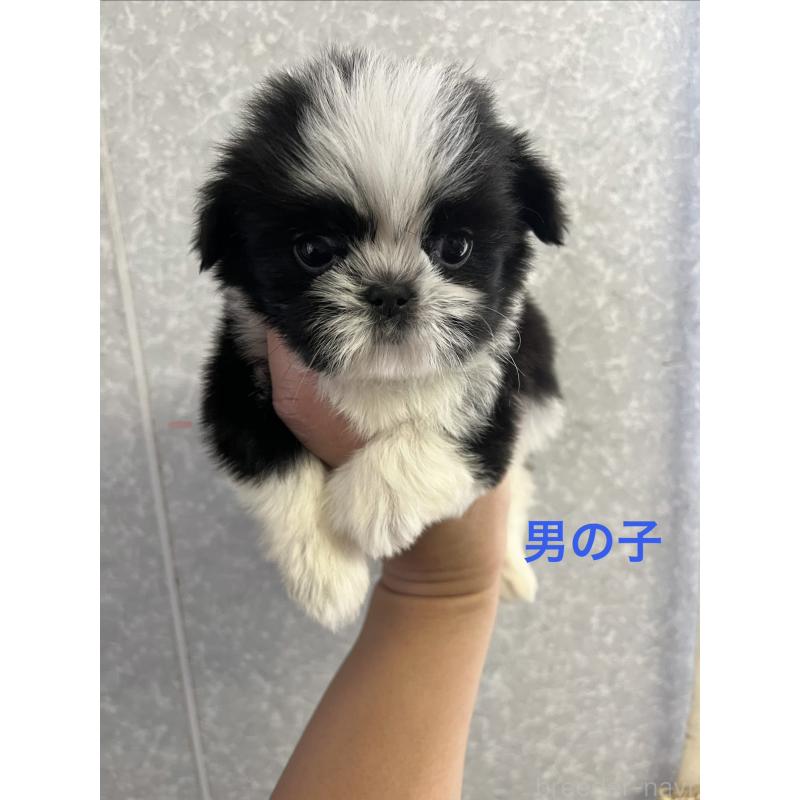 販売中の熊本県のシーズー-450377