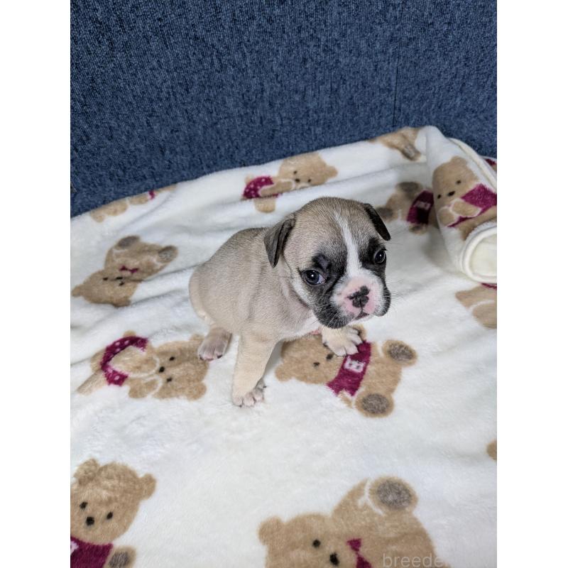 販売中の広島県のフレンチブルドッグ-453168の8枚目