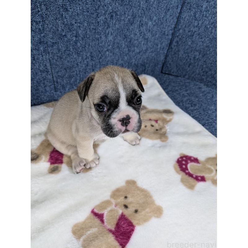 販売中の広島県のフレンチブルドッグ-453168の7枚目