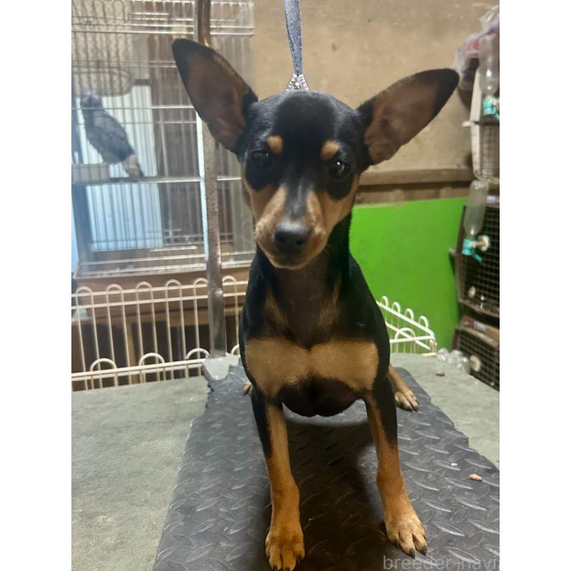 販売中の静岡県のミニチュアピンシャー(ミニピン)-453169の4枚目