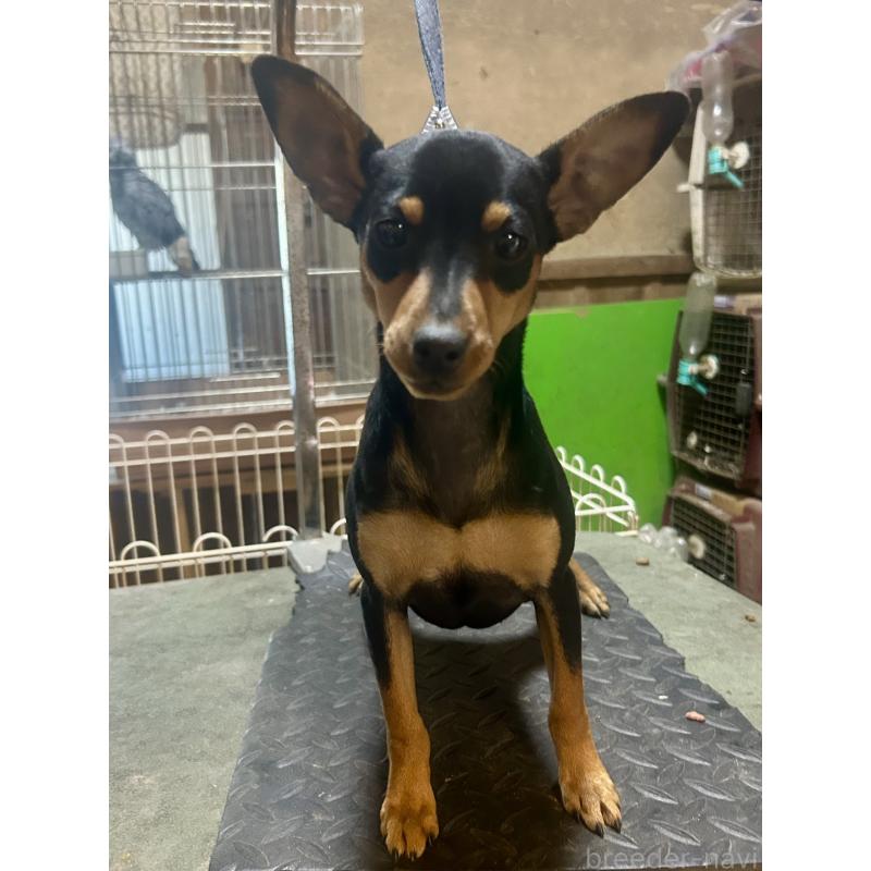 販売中の静岡県のミニチュアピンシャー(ミニピン)-453169の3枚目