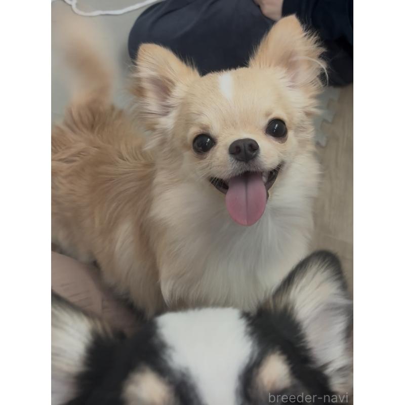 販売中の広島県のチワワ(ロングコート)-452997