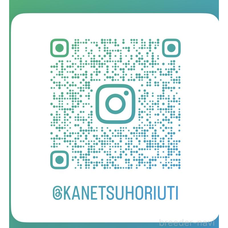 販売中の静岡県のミニチュアピンシャー(ミニピン)-453151の2枚目