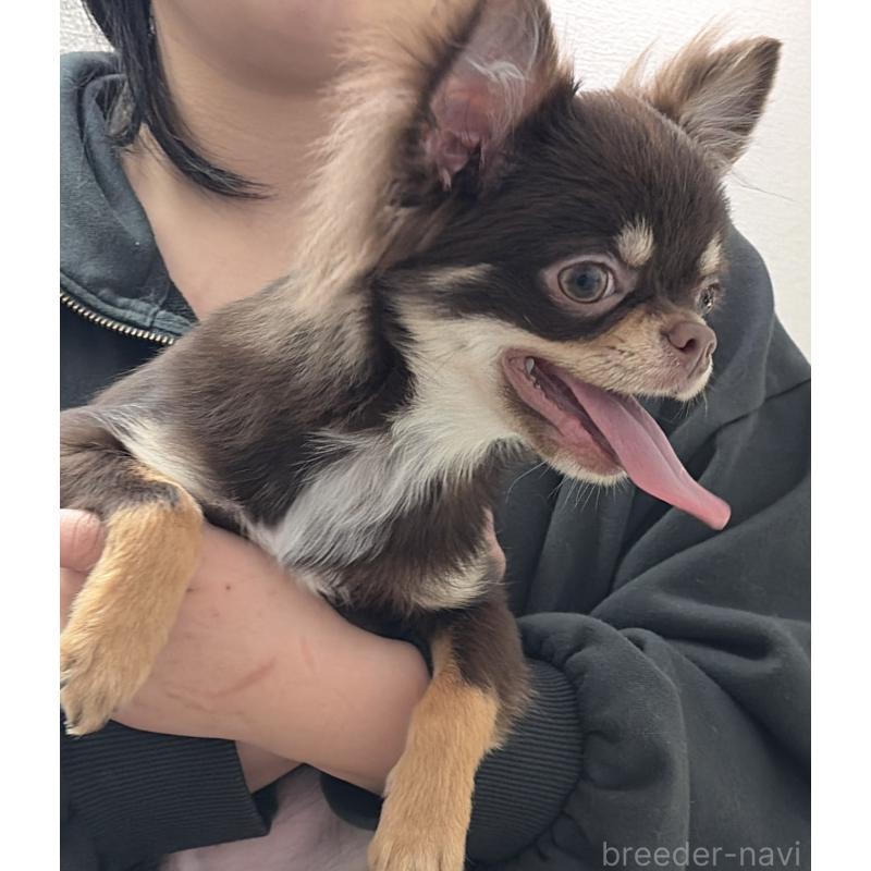 販売中の広島県のチワワ(ロングコート)-452991