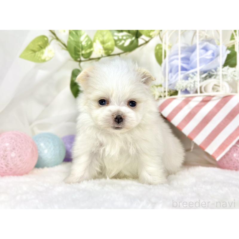 販売中の滋賀県のポメマル:ポメラニアン×マルチーズ-453171の4枚目