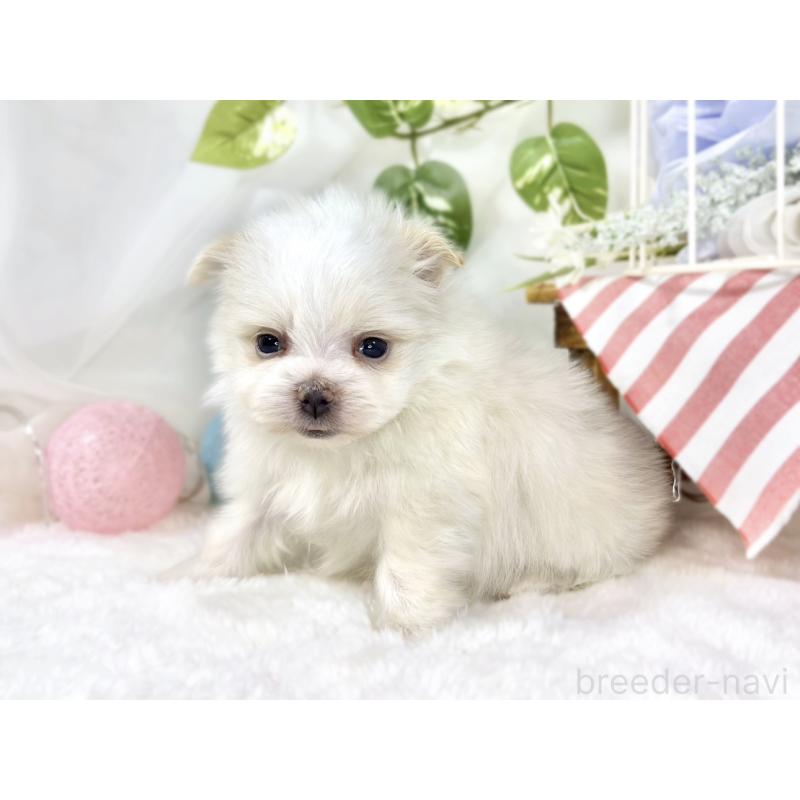 販売中の滋賀県のポメマル:ポメラニアン×マルチーズ-453171の3枚目