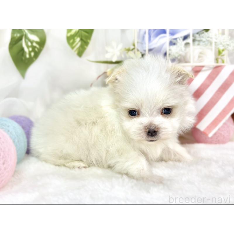 販売中の滋賀県のポメマル:ポメラニアン×マルチーズ-453171の2枚目