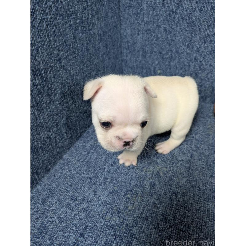 販売中の広島県のフレンチブルドッグ-453173の7枚目