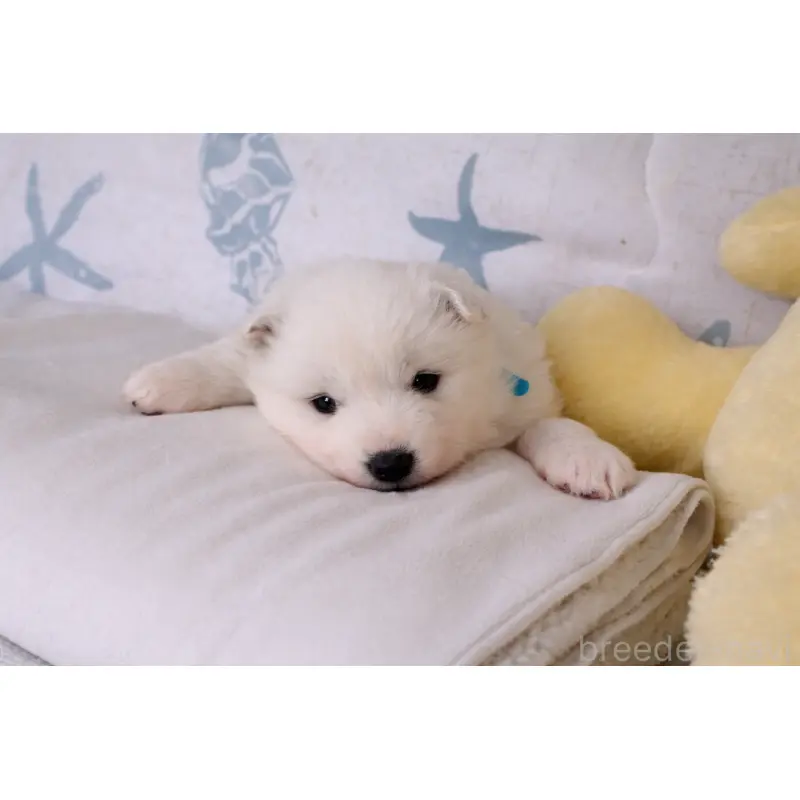 販売中の栃木県のサモエド-453170の5枚目