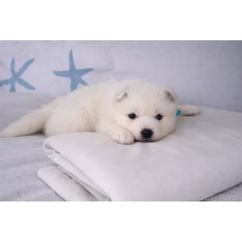 販売中の栃木県のサモエド-453170の4枚目