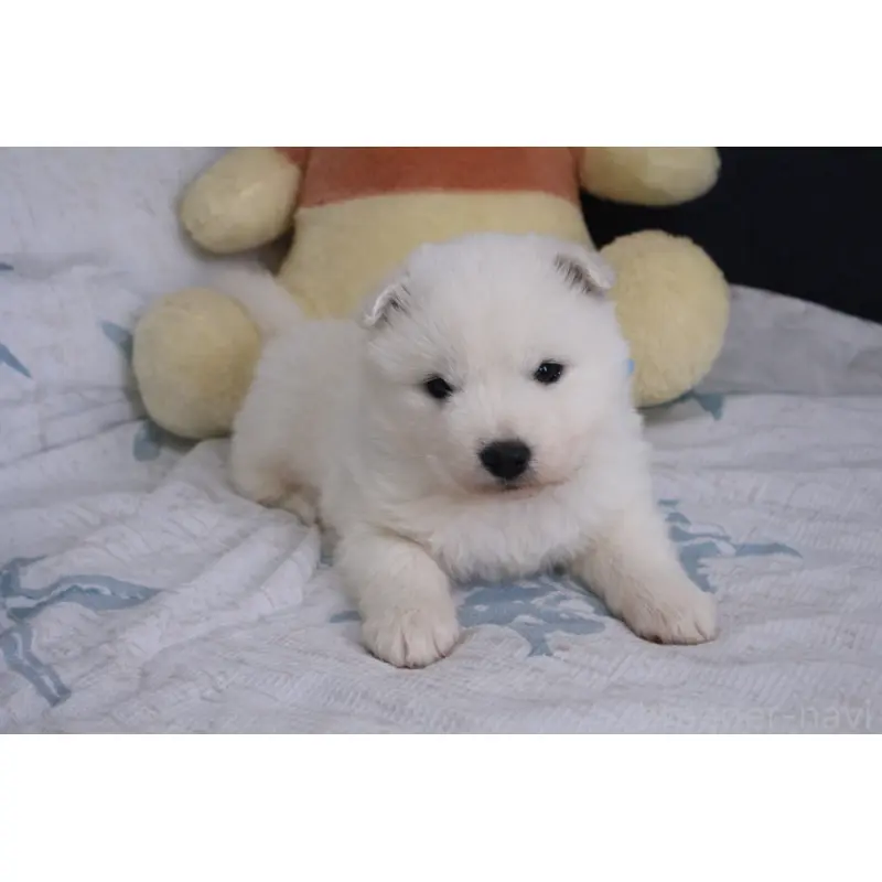 販売中の栃木県のサモエド-453170の3枚目