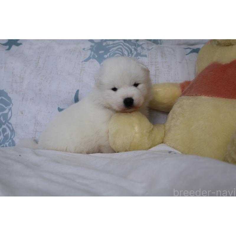 販売中の栃木県のサモエド-453170の2枚目