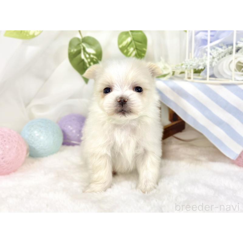 販売中の滋賀県のポメマル:ポメラニアン×マルチーズ-453172の4枚目