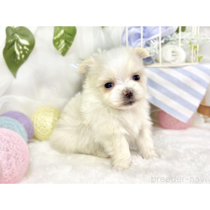 販売中の滋賀県のポメマル:ポメラニアン×マルチーズ-453172の3枚目