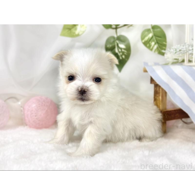 販売中の滋賀県のポメマル:ポメラニアン×マルチーズ-453172の2枚目