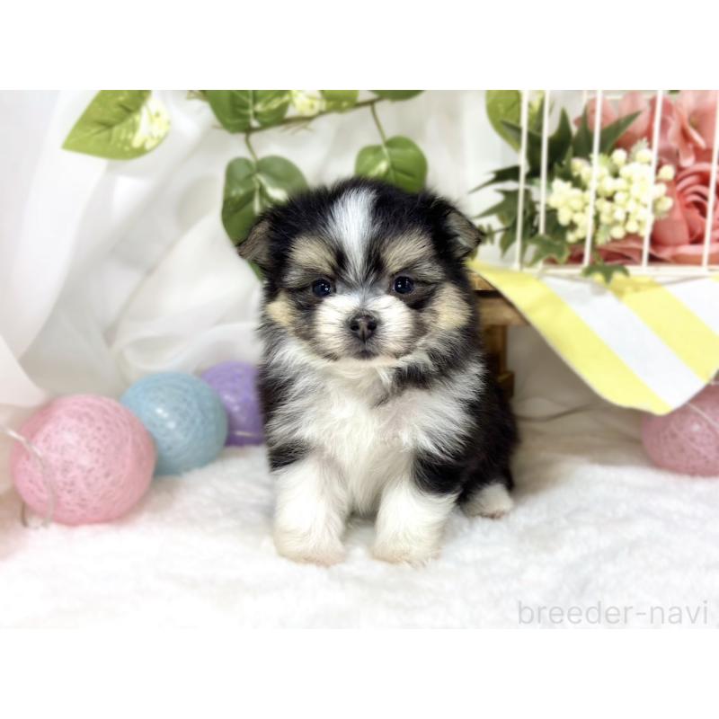 販売中の滋賀県のポメマル:ポメラニアン×マルチーズ-453174の4枚目