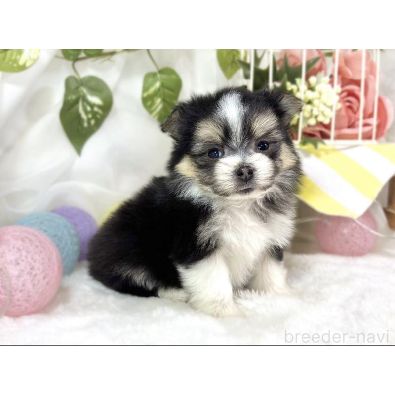 販売中の滋賀県のポメマル:ポメラニアン×マルチーズ-453174の3枚目