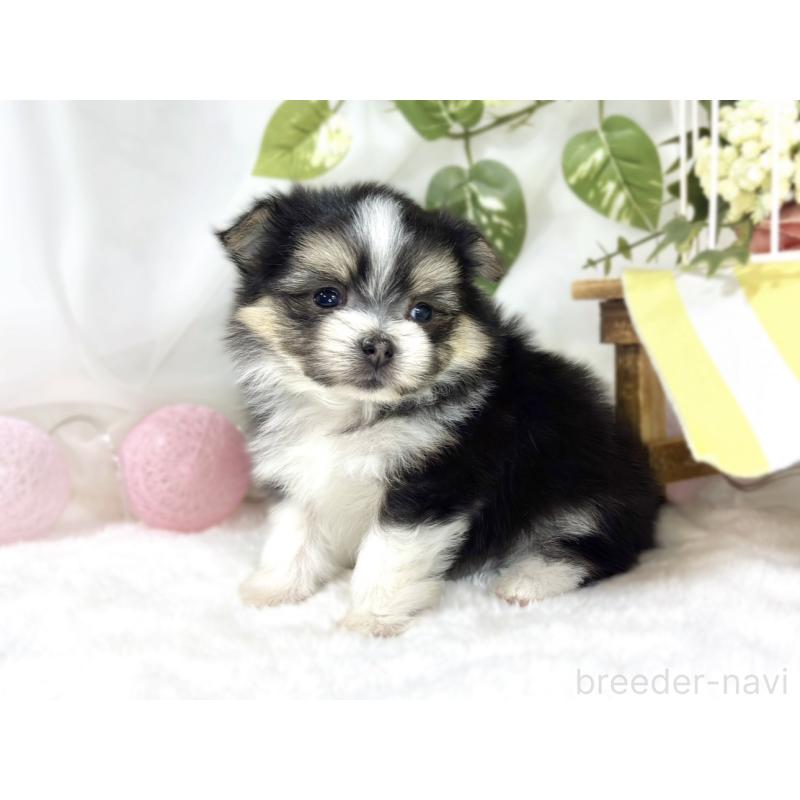 販売中の滋賀県のポメマル:ポメラニアン×マルチーズ-453174の2枚目