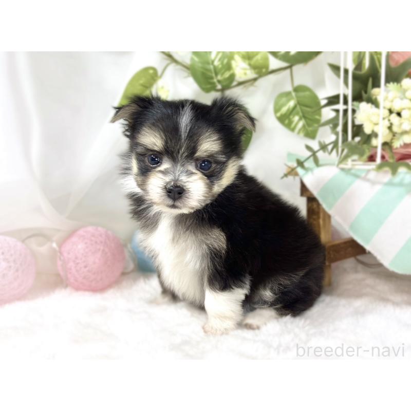 販売中の滋賀県のポメマル:ポメラニアン×マルチーズ-453175の3枚目