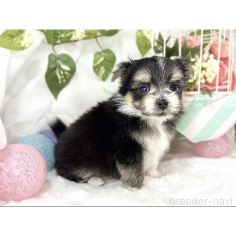 販売中の滋賀県のポメマル:ポメラニアン×マルチーズ-453175の2枚目