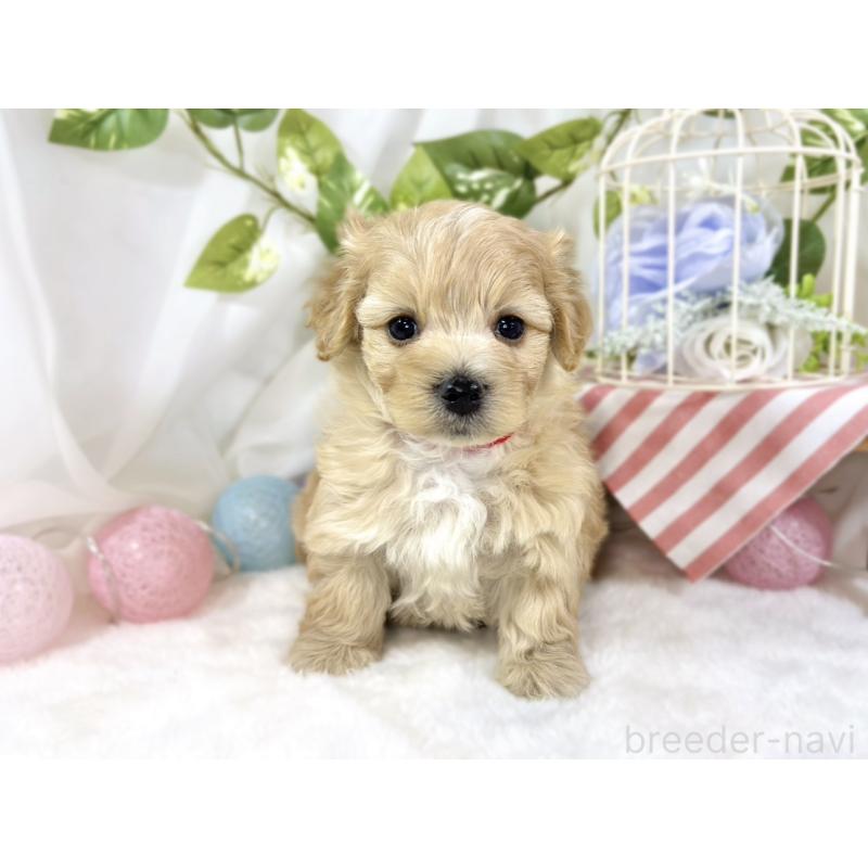 販売中の滋賀県のマルプー:マルチーズ×トイプードル-453176の4枚目