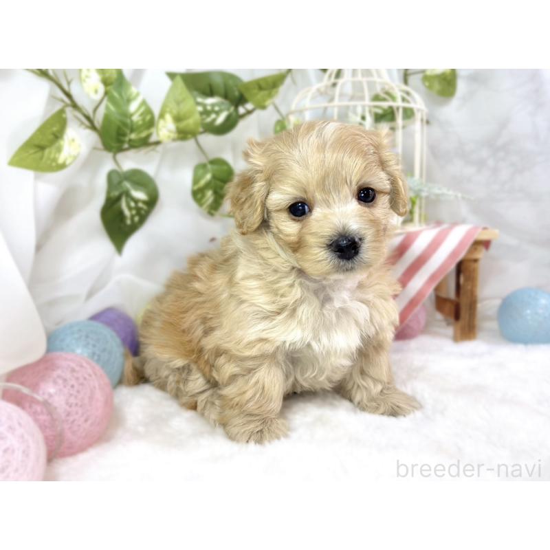 販売中の滋賀県のマルプー:マルチーズ×トイプードル-453176の3枚目