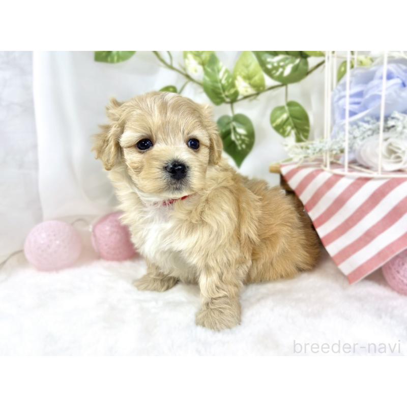 販売中の滋賀県のマルプー:マルチーズ×トイプードル-453176の2枚目