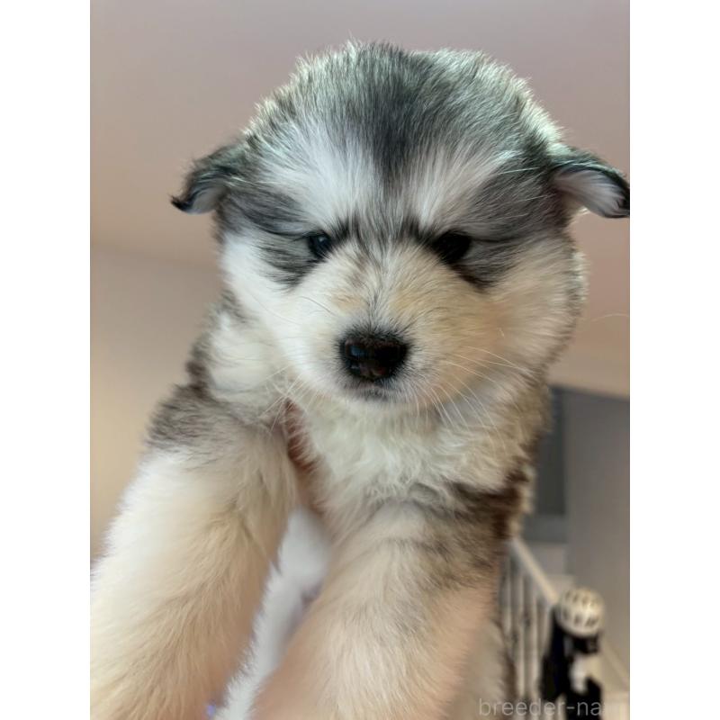 販売中の奈良県のアラスカンマラミュート-447033