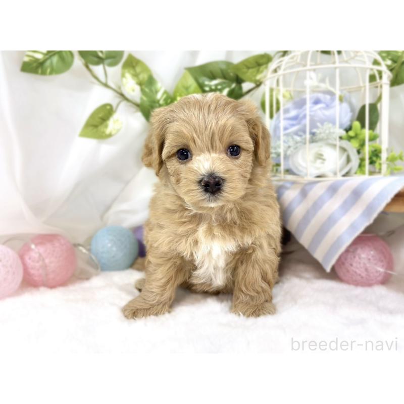 販売中の滋賀県のマルプー:マルチーズ×トイプードル-453177の4枚目