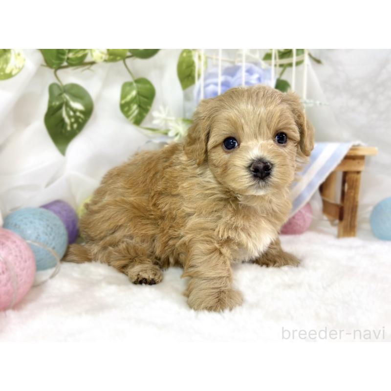 販売中の滋賀県のマルプー:マルチーズ×トイプードル-453177の3枚目