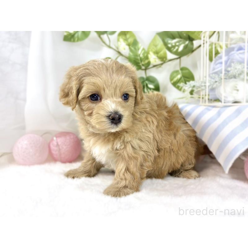 販売中の滋賀県のマルプー:マルチーズ×トイプードル-453177の2枚目