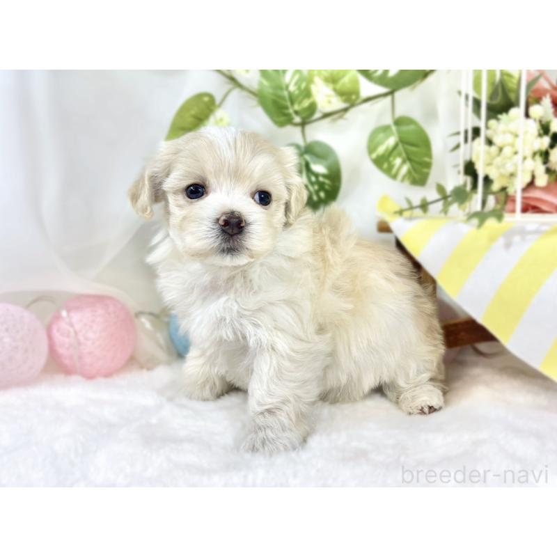 販売中の滋賀県のマルプー:マルチーズ×トイプードル-453178の2枚目