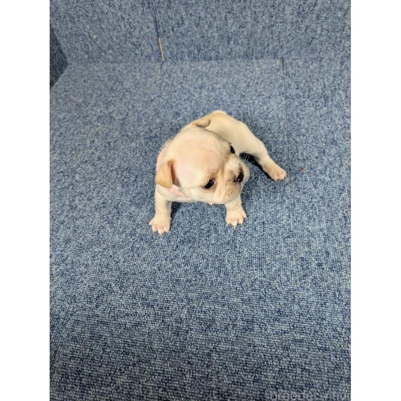 販売中の広島県のフレンチブルドッグ-453182の10枚目