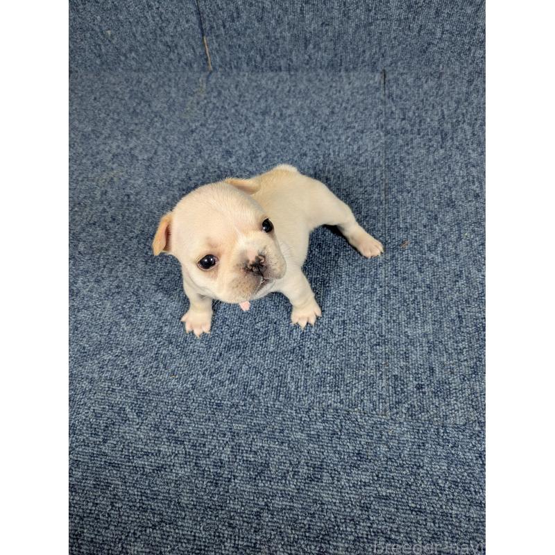 販売中の広島県のフレンチブルドッグ-453182の9枚目