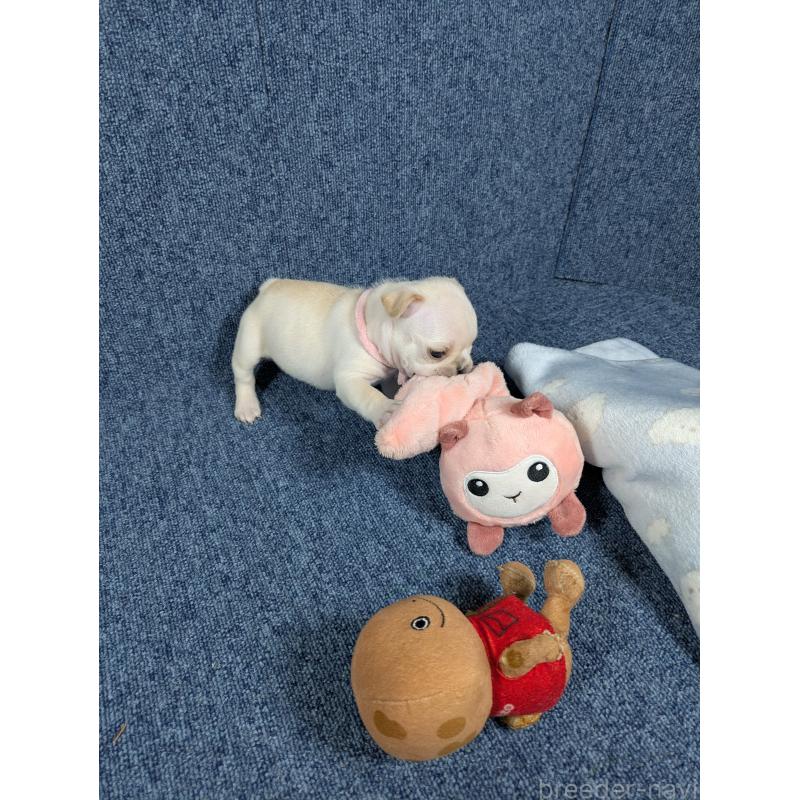 販売中の広島県のフレンチブルドッグ-453182の8枚目