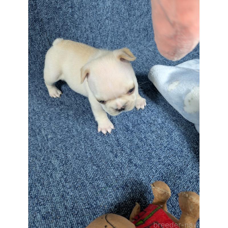 販売中の広島県のフレンチブルドッグ-453182の7枚目