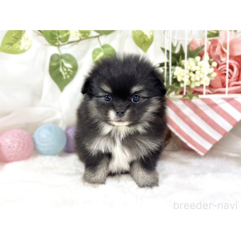 販売中の滋賀県のポメチワ:ポメラニアン×チワワ-453180の4枚目