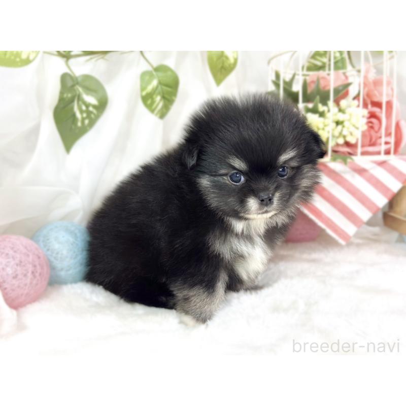 販売中の滋賀県のポメチワ:ポメラニアン×チワワ-453180の3枚目