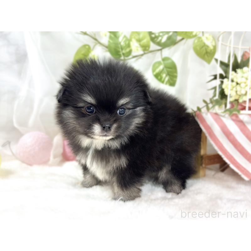 販売中の滋賀県のポメチワ:ポメラニアン×チワワ-453180の2枚目