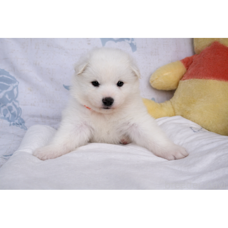 販売中の栃木県のサモエド-453179の5枚目