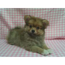 ♀︎ポメラニアン