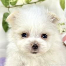 ♀︎ポメマル:ポメラニアン×マルチーズ