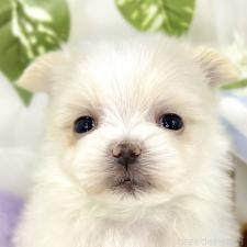 ♀︎ポメマル:ポメラニアン×マルチーズ