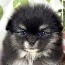 ♀︎ポメチワ:ポメラニアン×チワワ