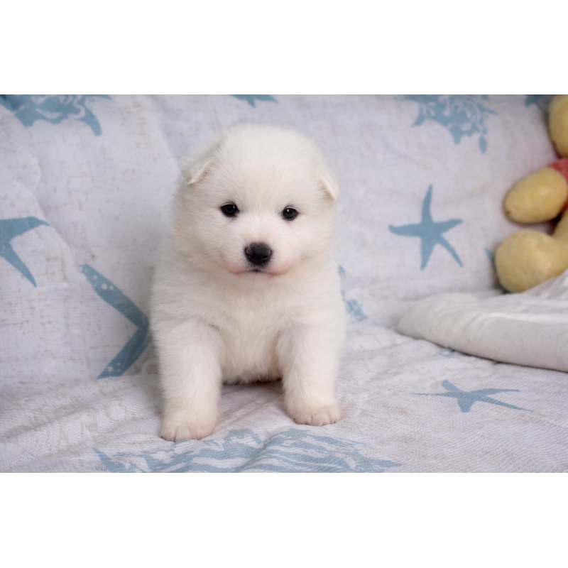 販売中の栃木県のサモエド-453179の3枚目