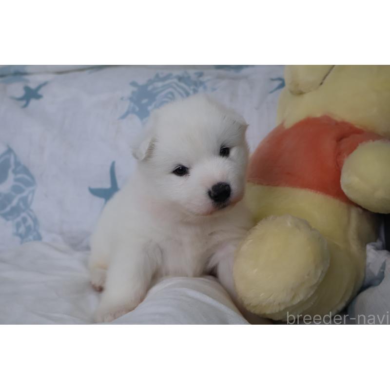 販売中の栃木県のサモエド-453179の2枚目