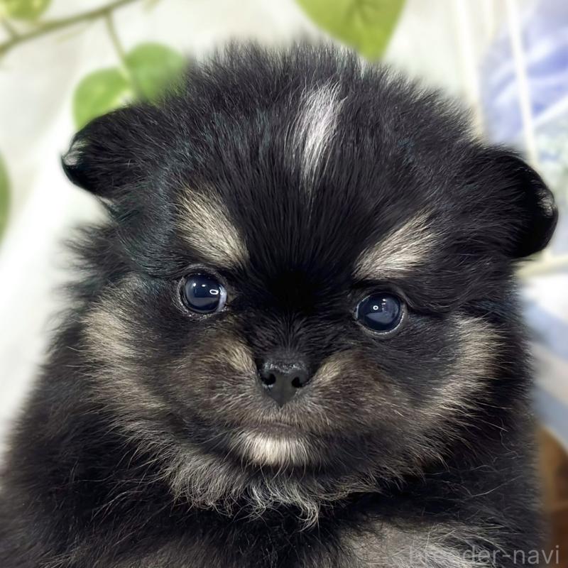 販売中の滋賀県のポメチワ:ポメラニアン×チワワ-453181