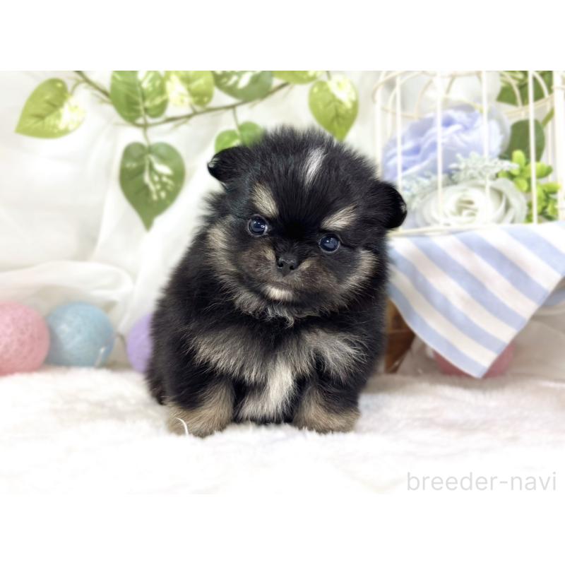 販売中の滋賀県のポメチワ:ポメラニアン×チワワ-453181の4枚目