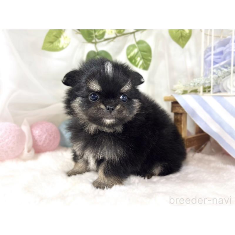 販売中の滋賀県のポメチワ:ポメラニアン×チワワ-453181の3枚目