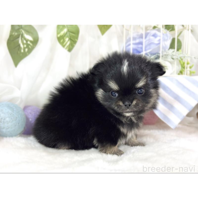 販売中の滋賀県のポメチワ:ポメラニアン×チワワ-453181の2枚目